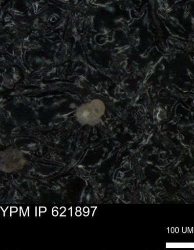 undet. Foraminiferida
