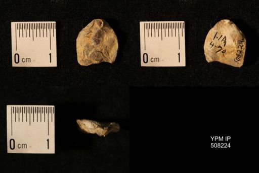 Dielasma aff. prolongatum