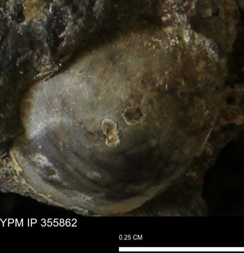 undet. Ammonoidea