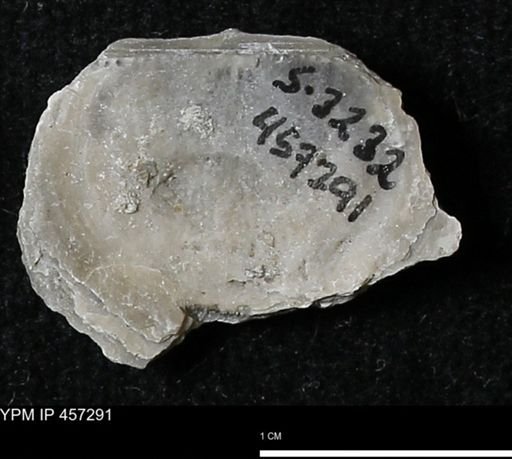 Pholidostrophia iowaensis
