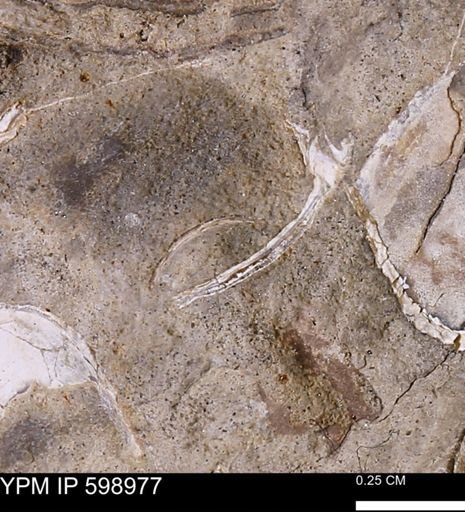 Bivalvia