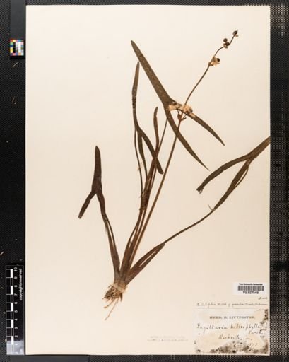 Sagittaria latifolia