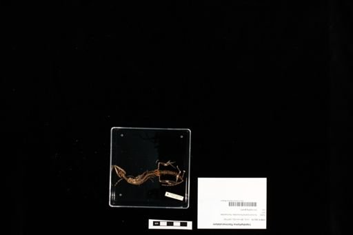 Lepidophyma flavimaculatum