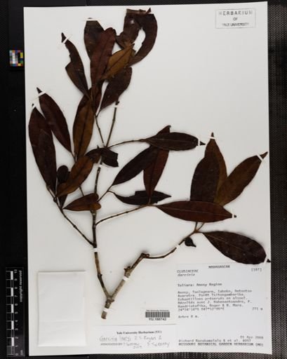 Plantae