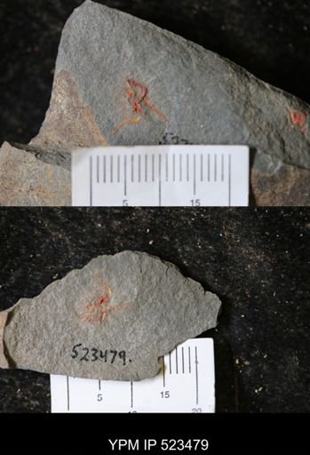 undet. Graptolithina