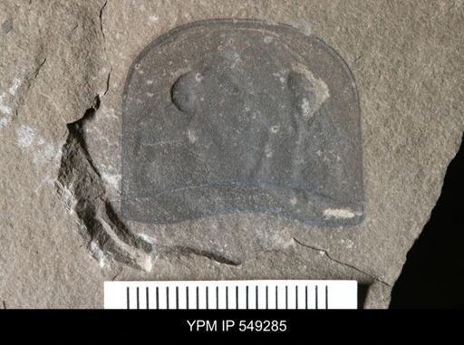 Eurypterus
