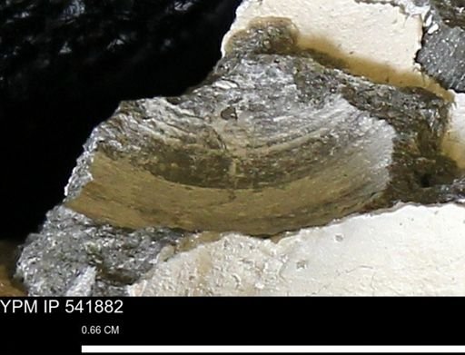 Limopsis striatopunctatus