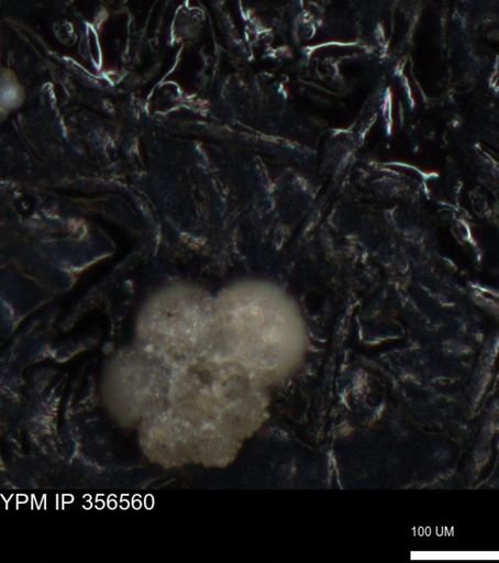 undet. Foraminiferida