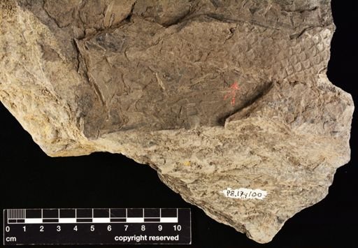 Lepidodendron sp.