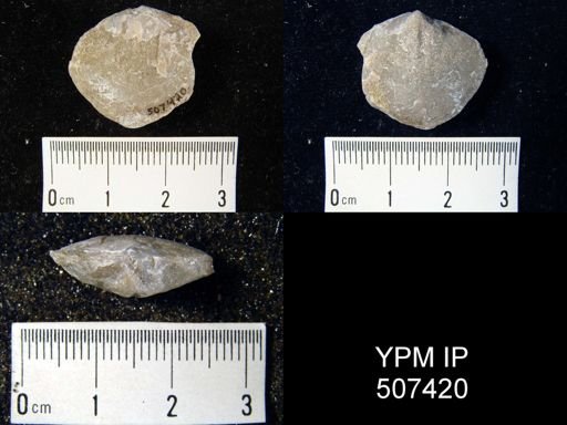Megalanteris condoni