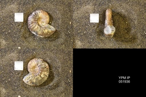 Hoploscaphites comprimus