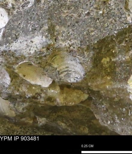 undet. Bivalvia