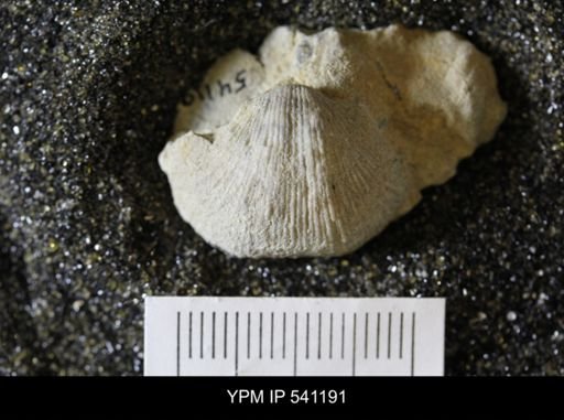 Plaesiomys bellistriatus
