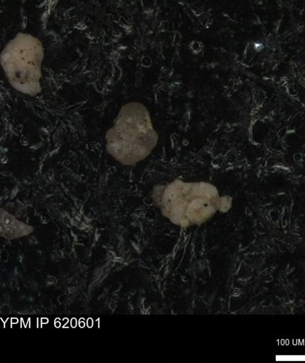 undet. Foraminiferida