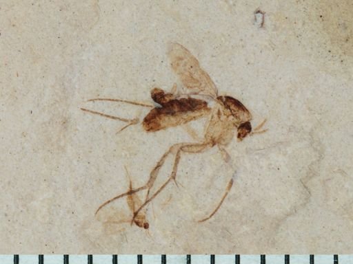 undet. Diptera