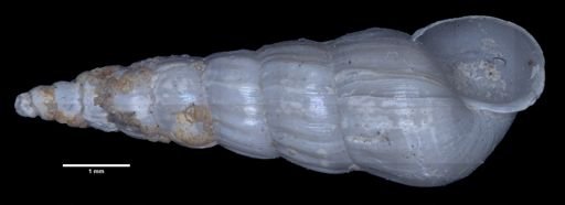 Turbonilla bushiana