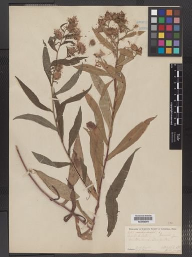 Aster