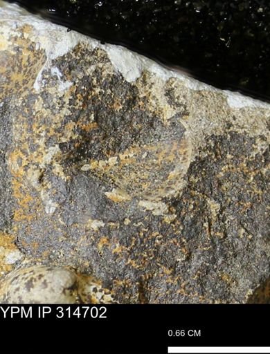 undet. Mollusca