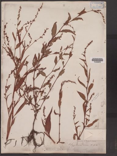 Polygonum punctatum