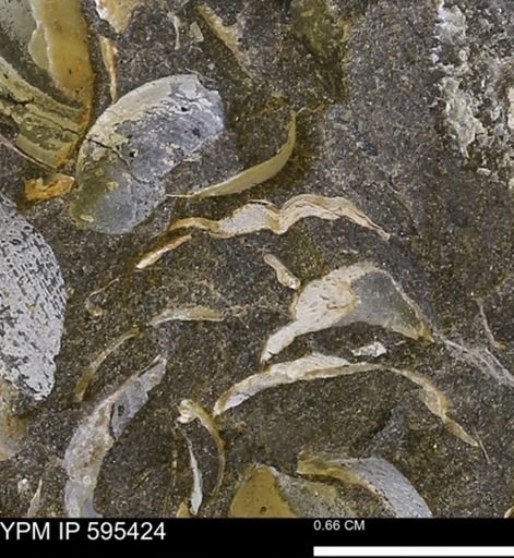 Protocardia sp.