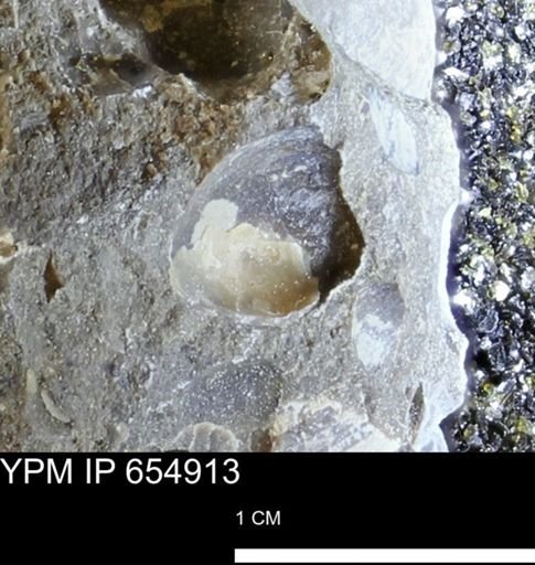 Protocardia sp.