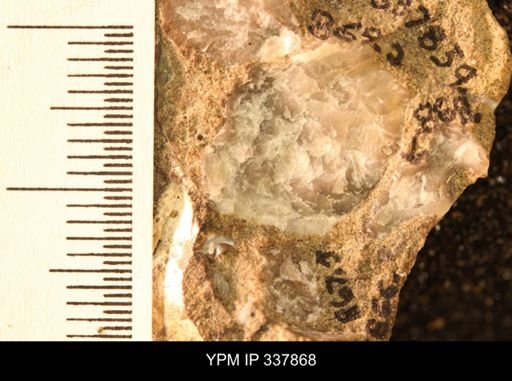 undet. Ostreidae