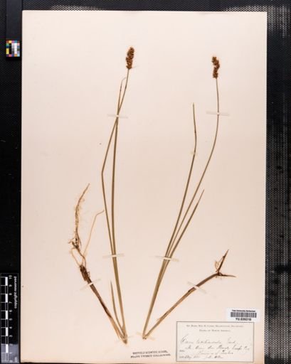 Carex diandra