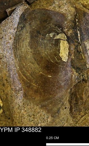 undet. Bivalvia
