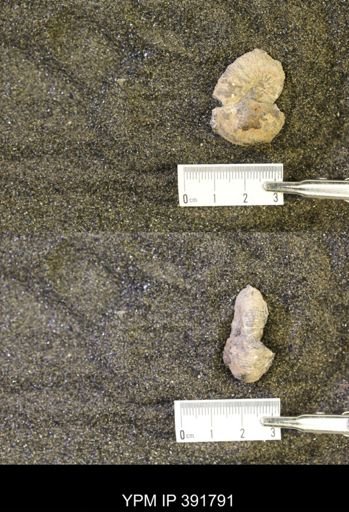 Scaphites whitfieldi