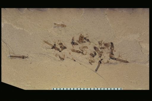 undet. Tipulidae