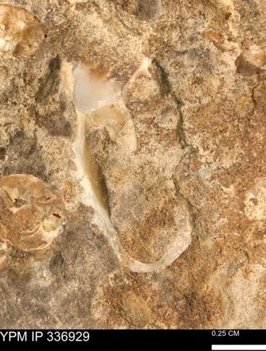 undet. Mollusca