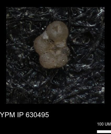 undet. Rugoglobigerinidae