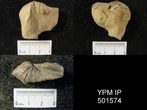 Spirifer cameratus