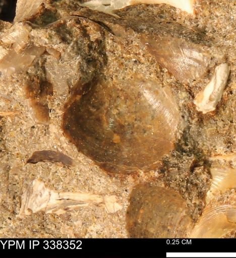 Protocardia subquadrata