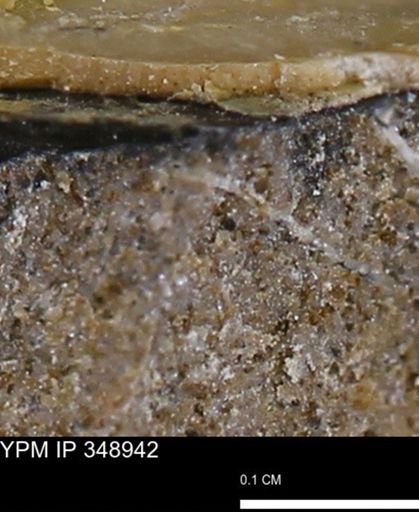 undet. Bivalvia