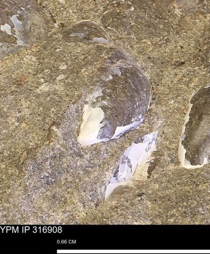 Phelopteria