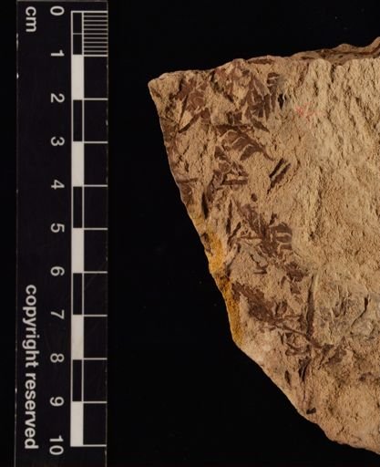 Cladophlebis sp.