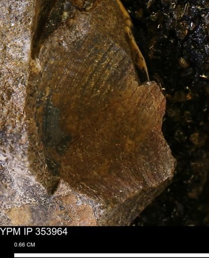 Limopsis striatopunctatus