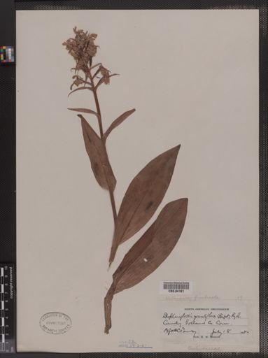 Blephariglotis grandiflora