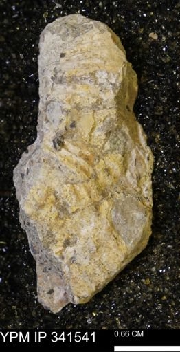 Scaphites sp.