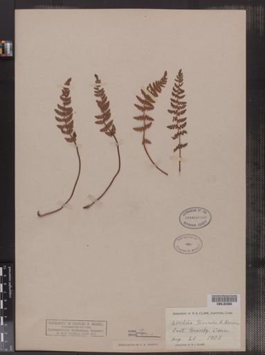 Woodsia ilvensis