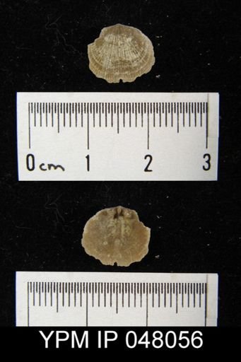 Mendacella cliftonensis