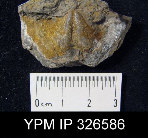 Spirifer sp.