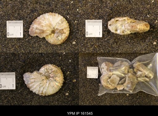 Discoscaphites conradi