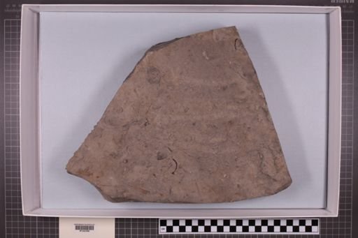 mixed taxa, stratigraphic collection