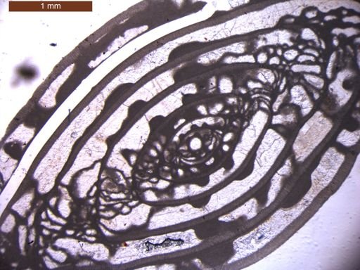 Triticites ventricosus
