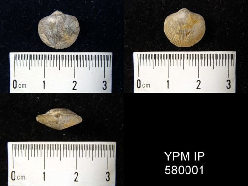 undet. Atrypida