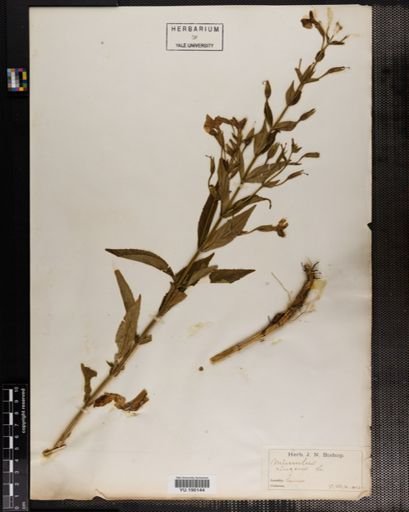 Plantae