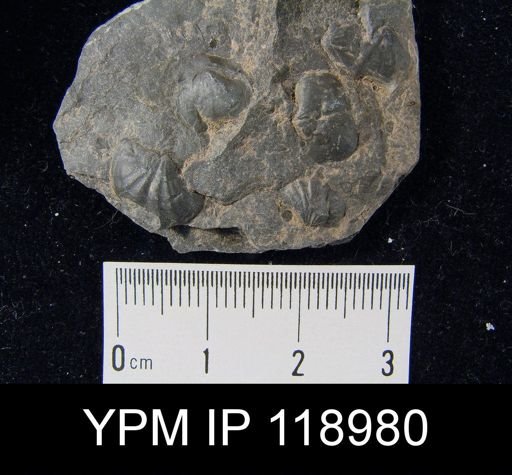 Plagiorhyncha decemplicata