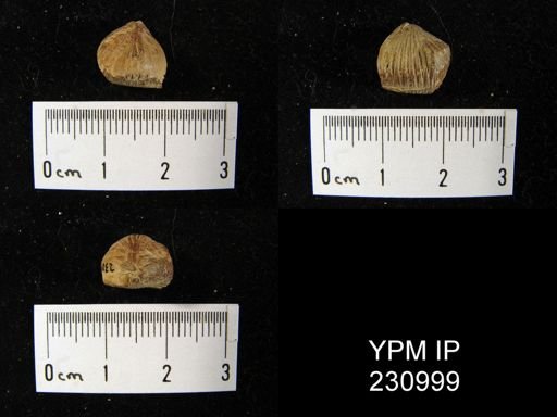 Rhynchopora sp.